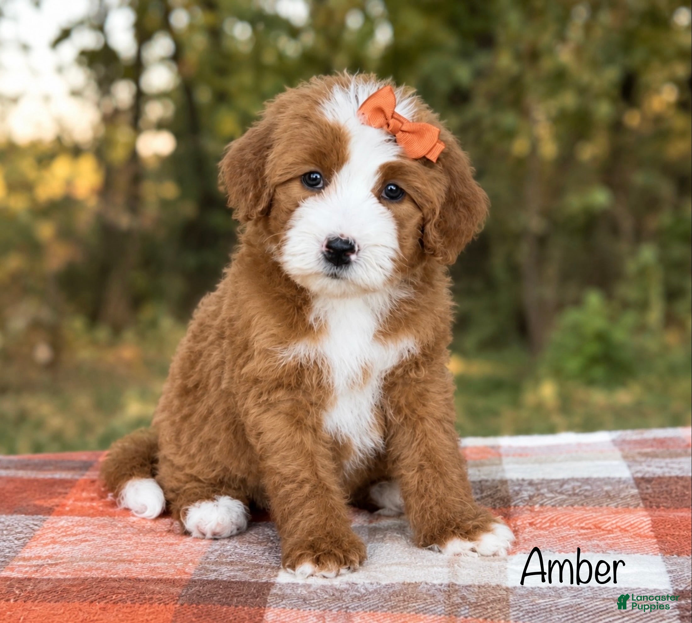 Bernedoodle dogs for sale: Amber - Ad 1