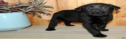 Labrador Retriever dogs for sale: Nola - Ad 4