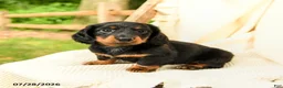 Miniature Dachshund dogs for sale: Danika - Ad 5
