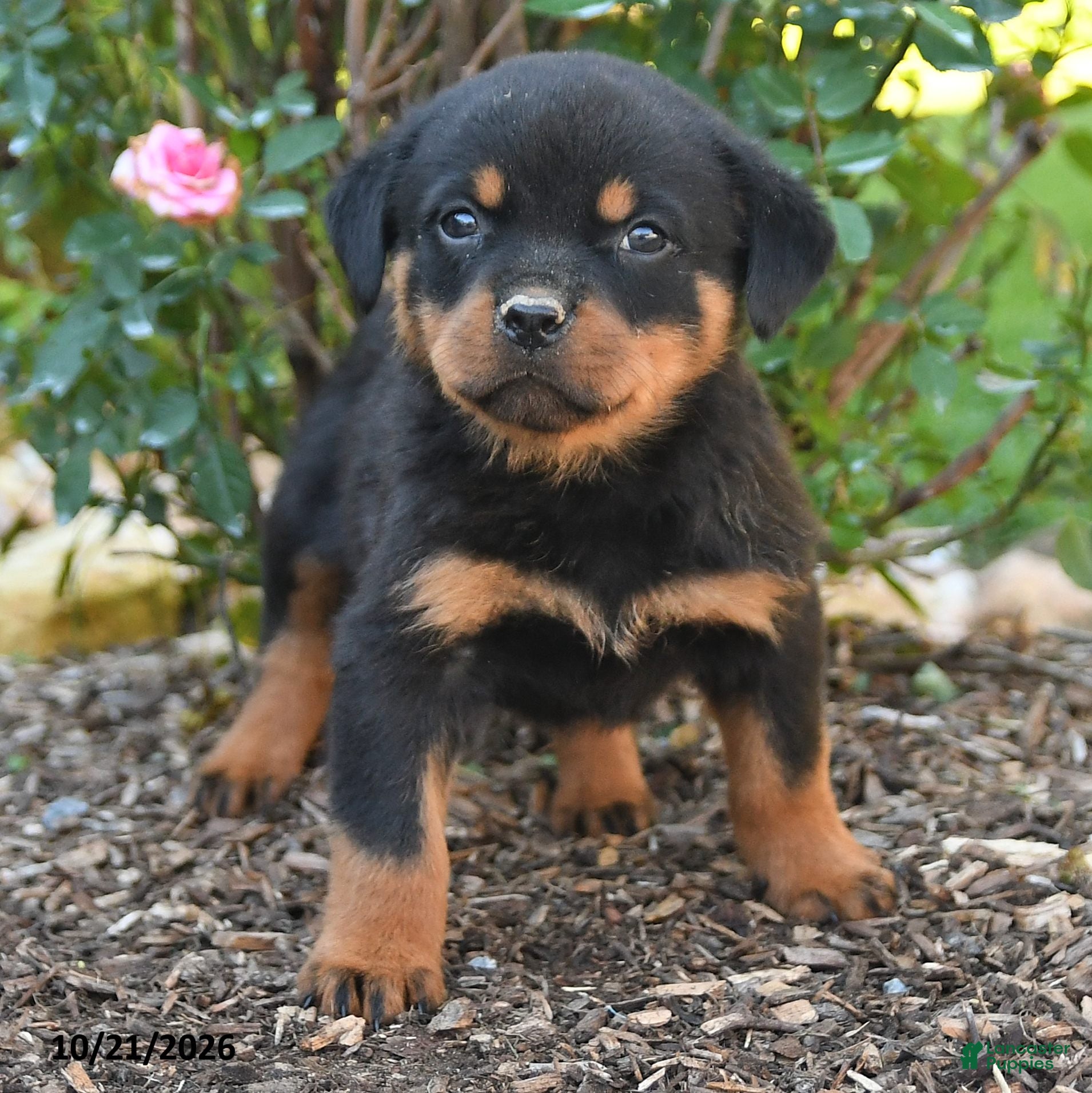 Rottweiler dogs Simba - Ad 2