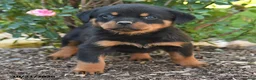 Rottweiler dogs for sale: Simba - Ad 2