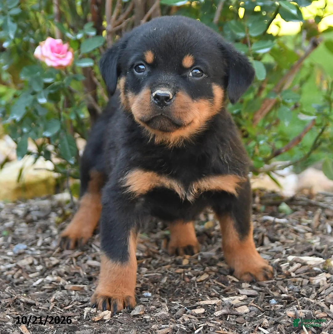 Rottweiler dogs for sale: Simba - Ad 2