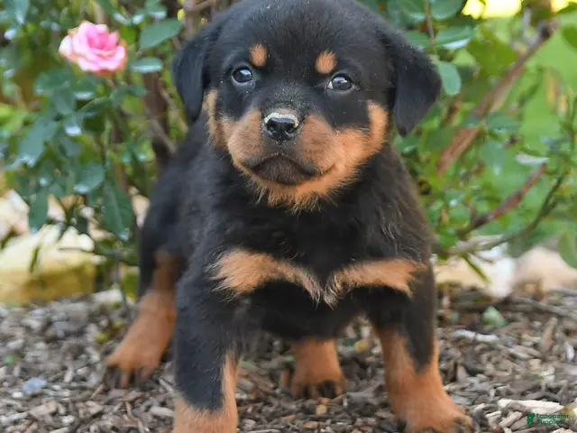 Rottweiler dogs Simba - Ad 2