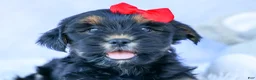 Shorkie dogs for sale: SAMMY - Ad 14