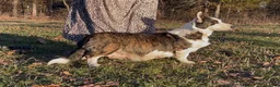 Welsh Corgi Cardigan dogs for sale: AKC Elizabeth  - Ad 5