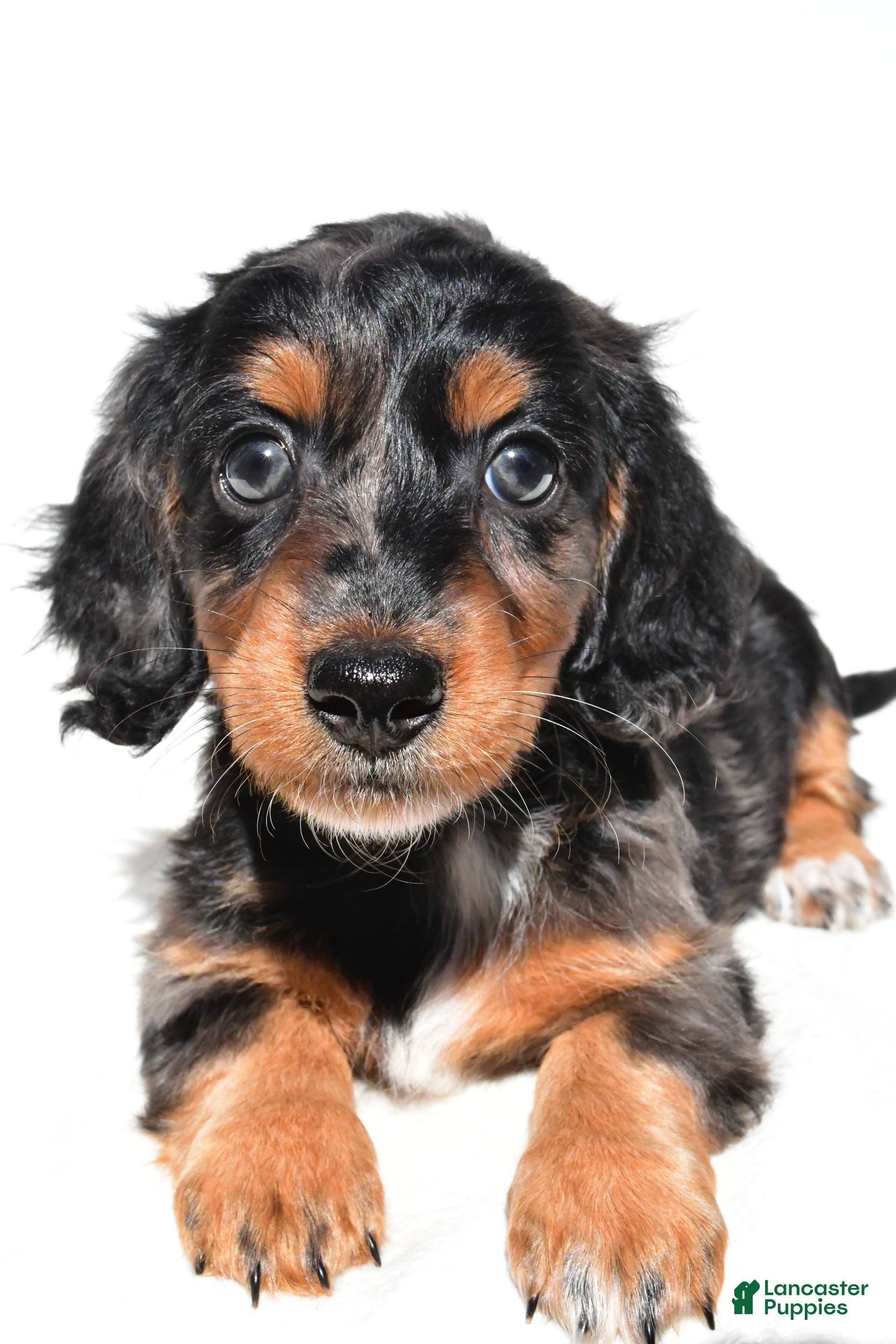 Dachshund dogs Molly - Ad 2