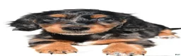 Dachshund dogs for sale: Molly - Ad 8