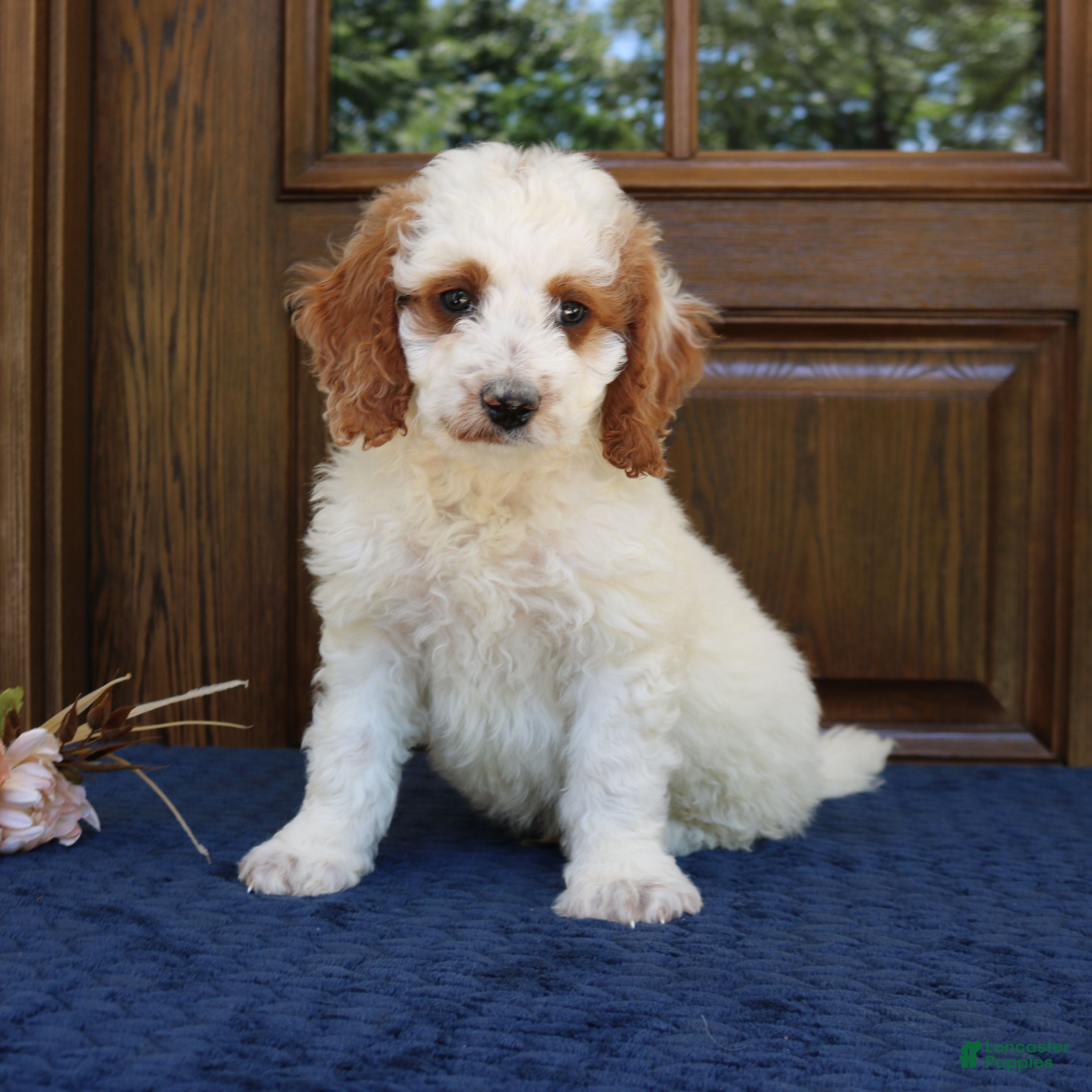 Mini Goldendoodle dogs Simba  - Ad 1