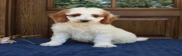 Mini Goldendoodle dogs for sale: Simba  - Ad 1