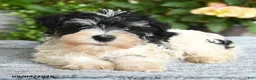 Miniature Schnauzer dogs for sale: Shawn  - Ad 5