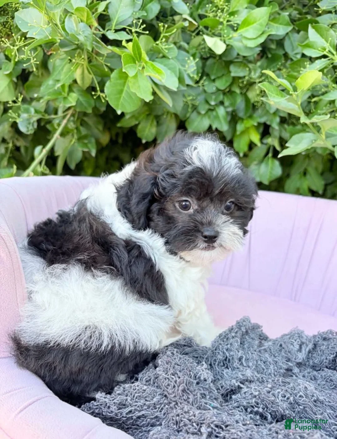 Shihpoo dogs for sale: Alexander - Ad 1
