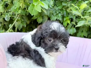 Shihpoo dogs for sale: Alexander - Ad 3