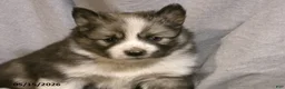 Pomsky dogs for sale: Emma - Ad 3