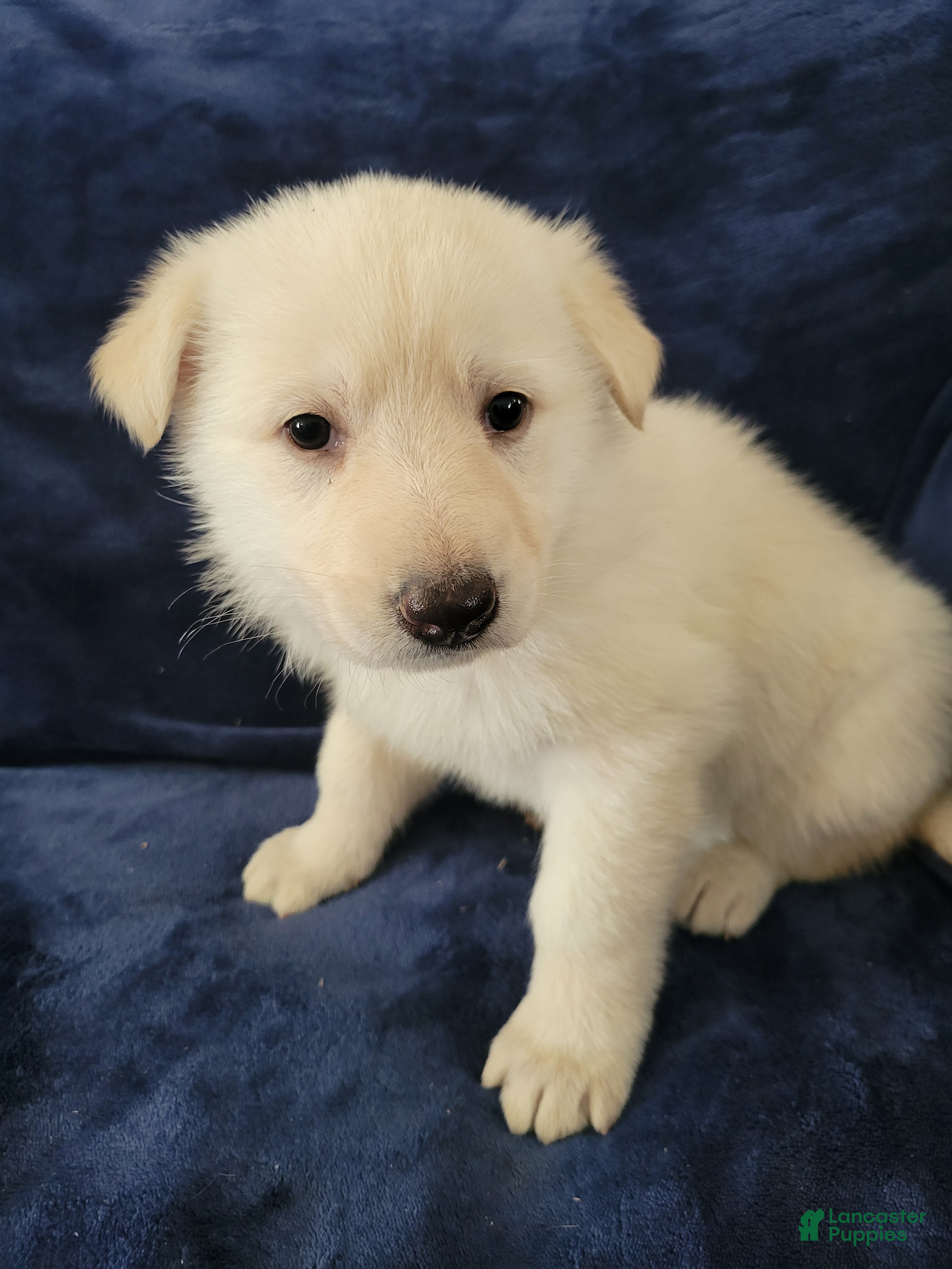 German Shepherd dogs German Shepherd Puppy 6 - Ad 37