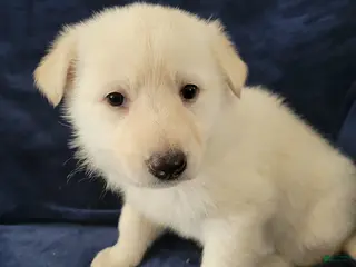 German Shepherd dogs German Shepherd Puppy 6 - Ad 37