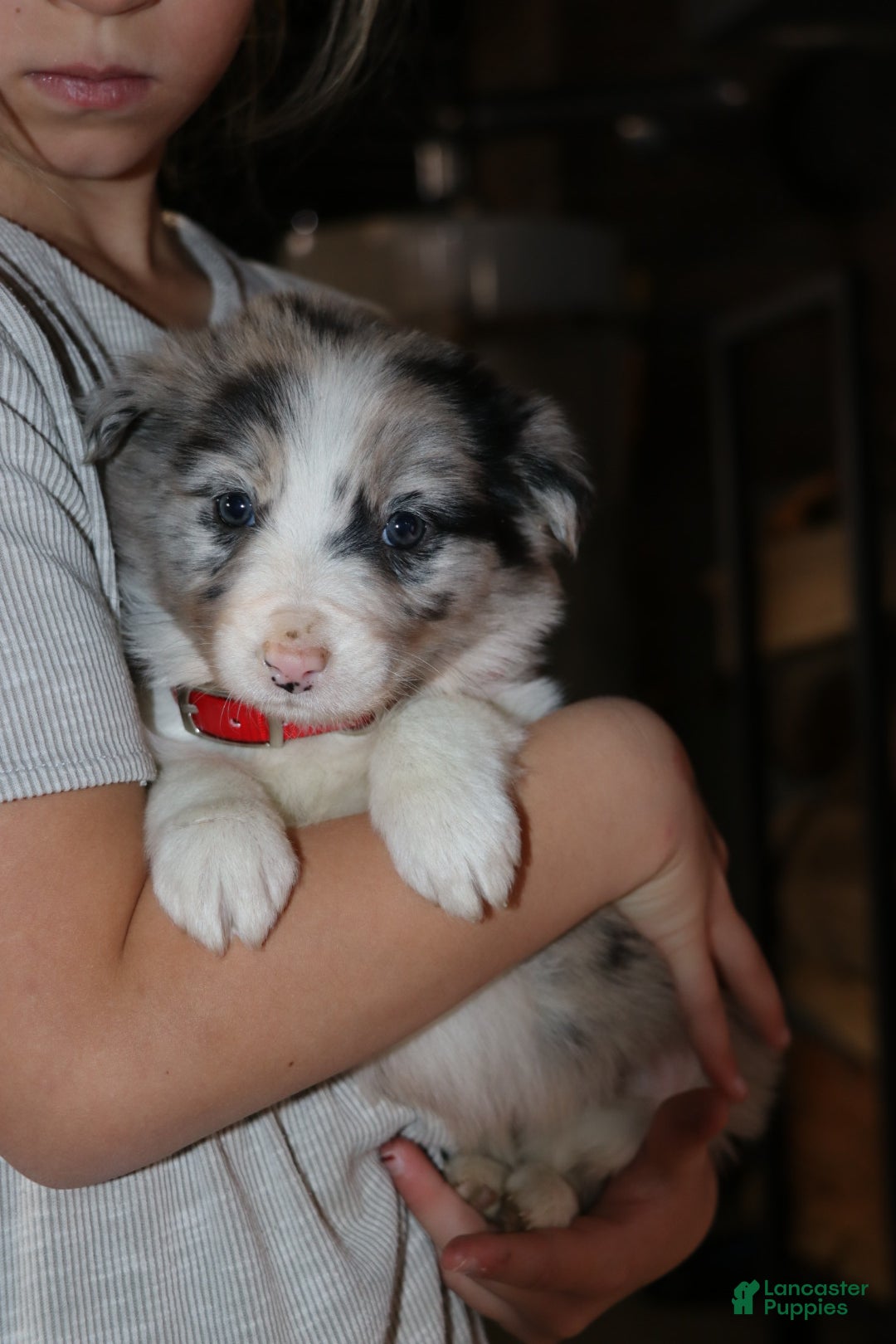 Border Collie dogs for sale: Border Collie Puppy 1 - Ad 4
