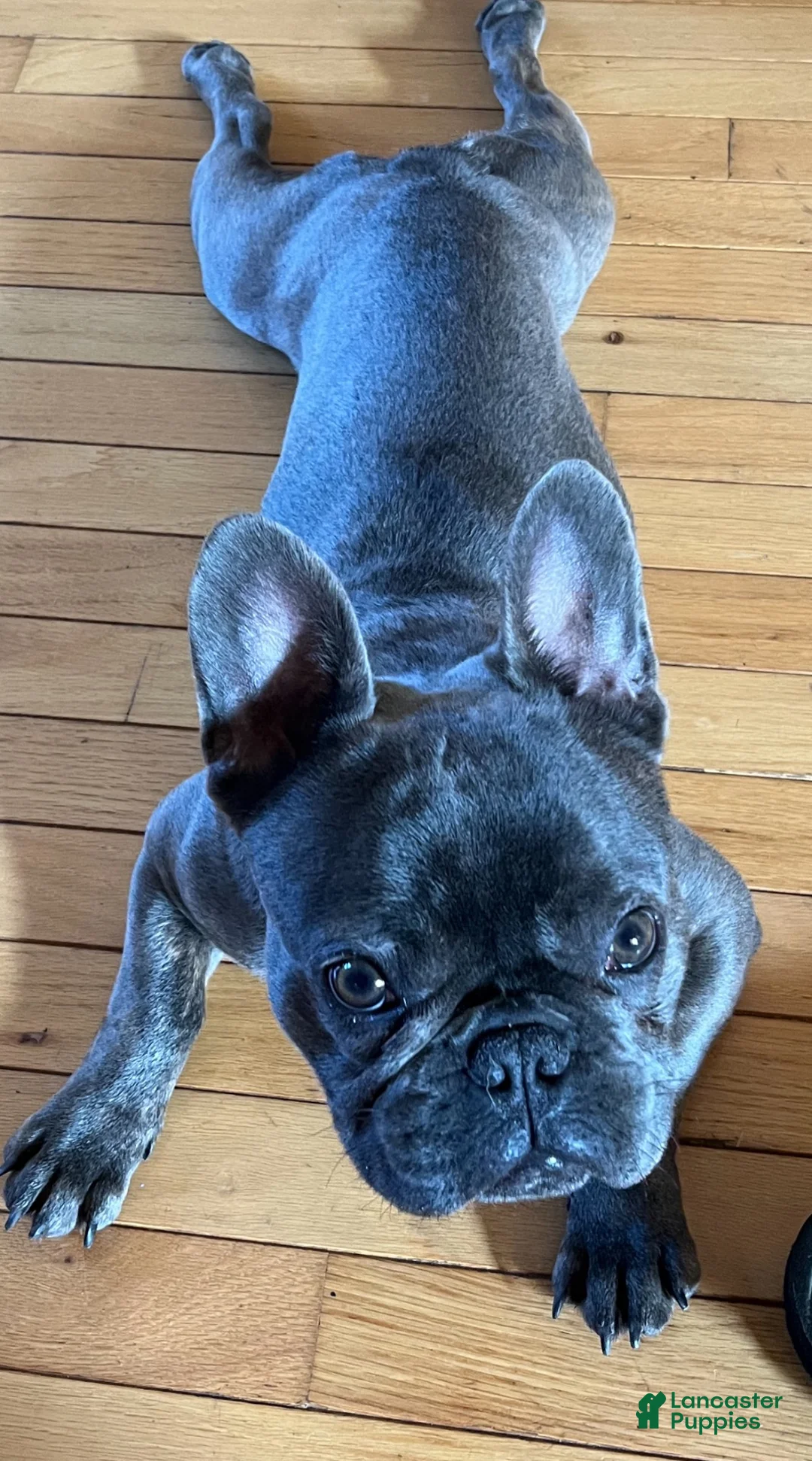 French Bulldog dogs for stud: Frenchie Dogs - Ad 1