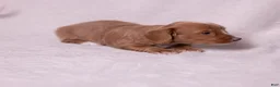Miniature Dachshund dogs for sale: Taffy - Ad 8