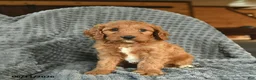 Cavapoo dogs for sale: Maverick - Ad 4