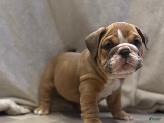English Bulldog dogs Turbo - Ad 24