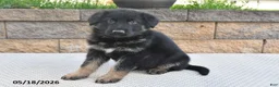 German Shepherd dogs for sale: Harley - Ad 3