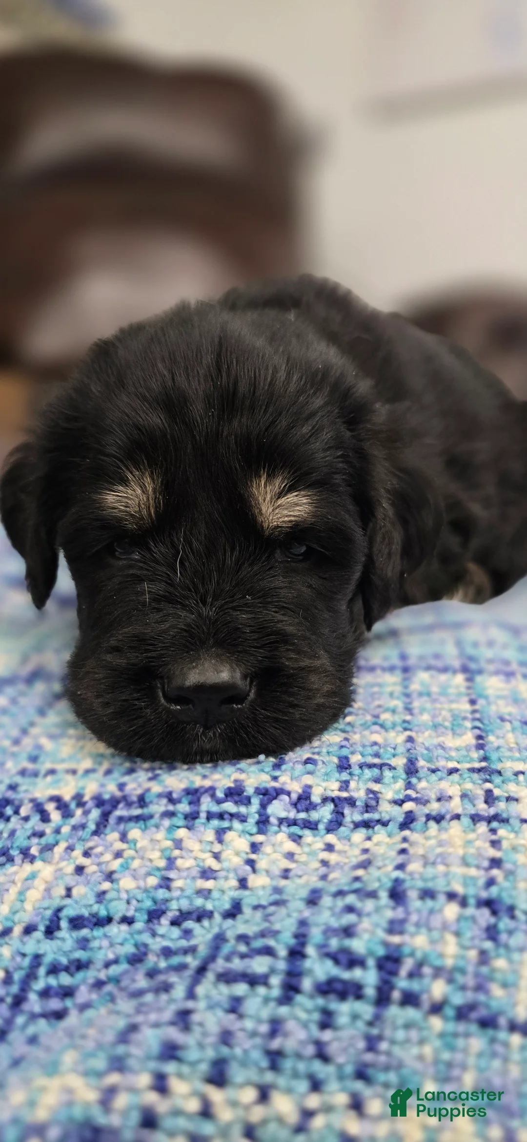 Tibetan Mastiff dogs for sale: Adam  - Ad 2