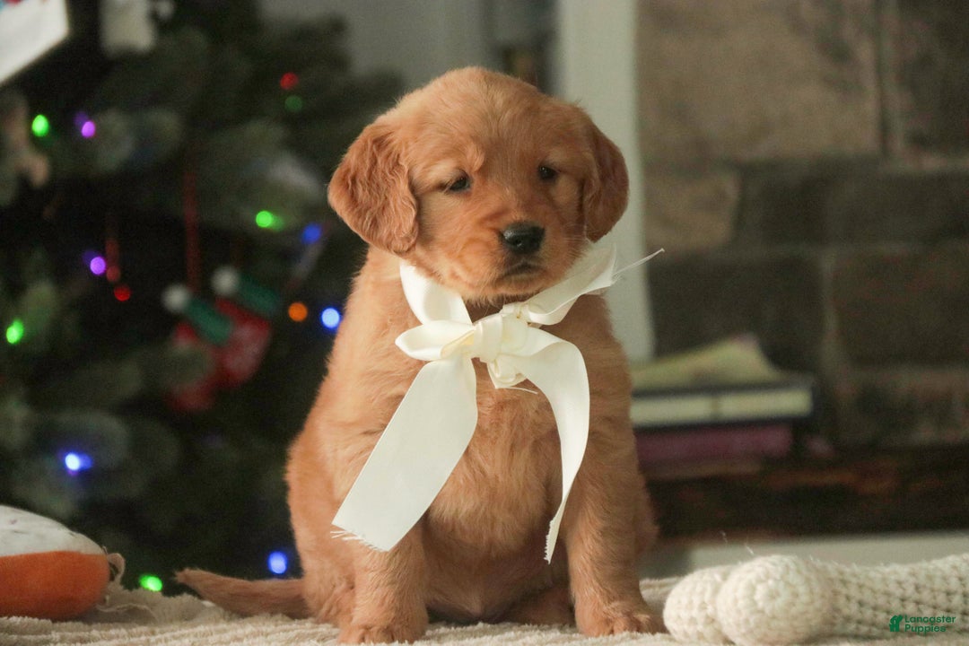 Golden Retriever dogs for sale: Savannah - AKC - Ad 6