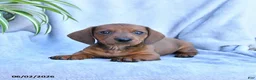 Miniature Dachshund dogs for sale: Bear - Ad 1