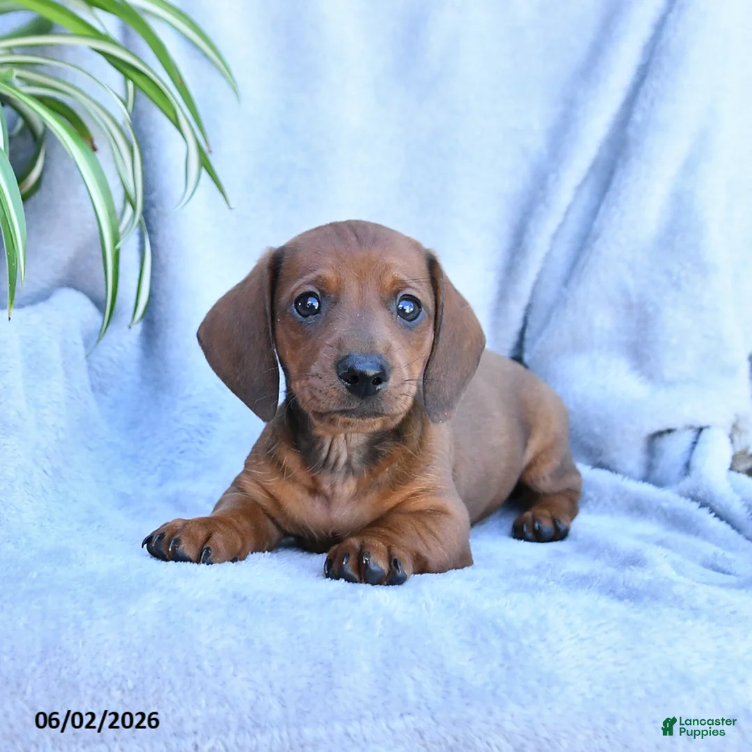 Miniature Dachshund dogs for sale: Bear - Ad 1