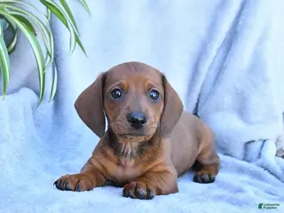 Miniature Dachshund dogs for sale: Bear - Ad 1