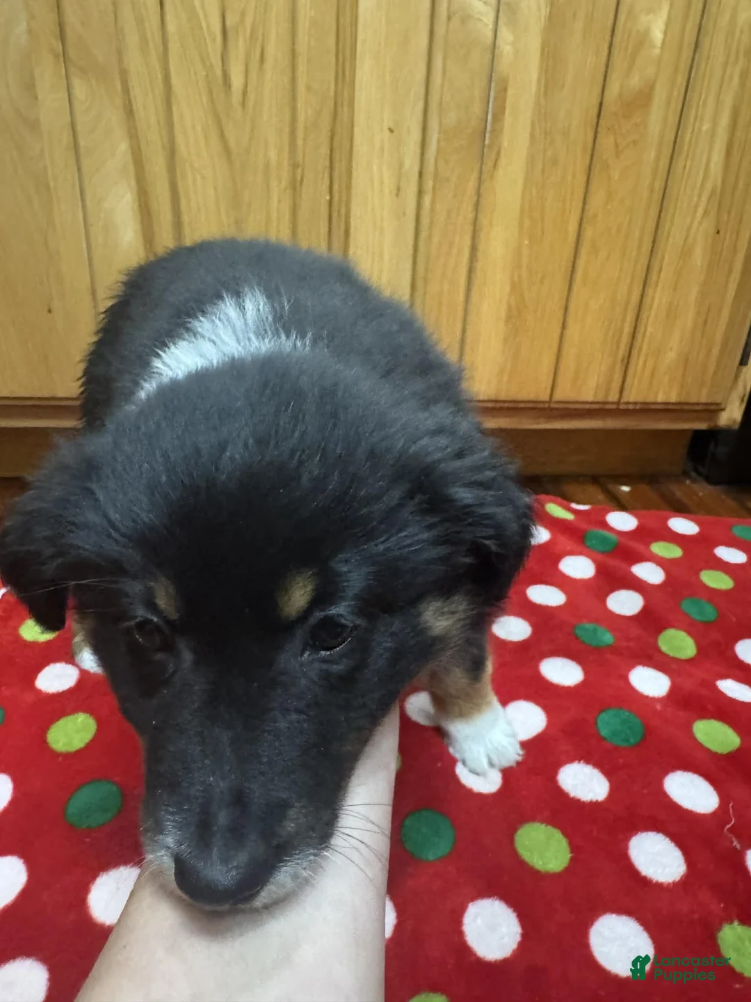 Australian Shepherd dogs for sale: Solstice - Ad 4