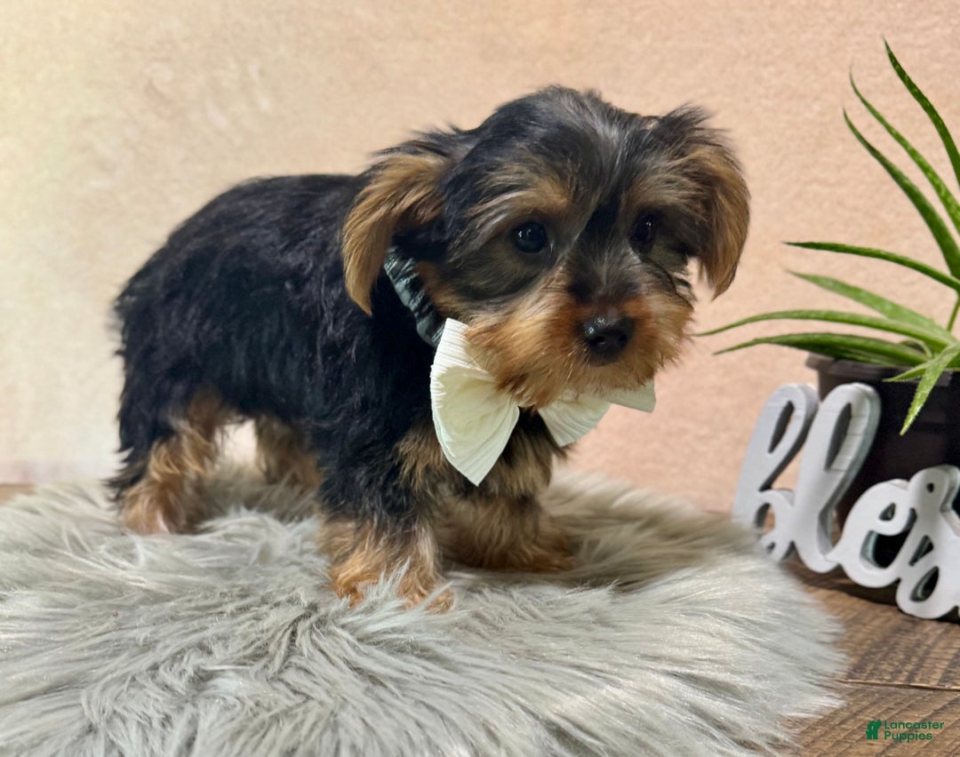Yorkshire Terrier dogs for sale: Hallie - Ad 10