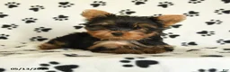 Yorkshire Terrier dogs for sale: Shelby - Ad 3