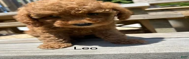 Leo