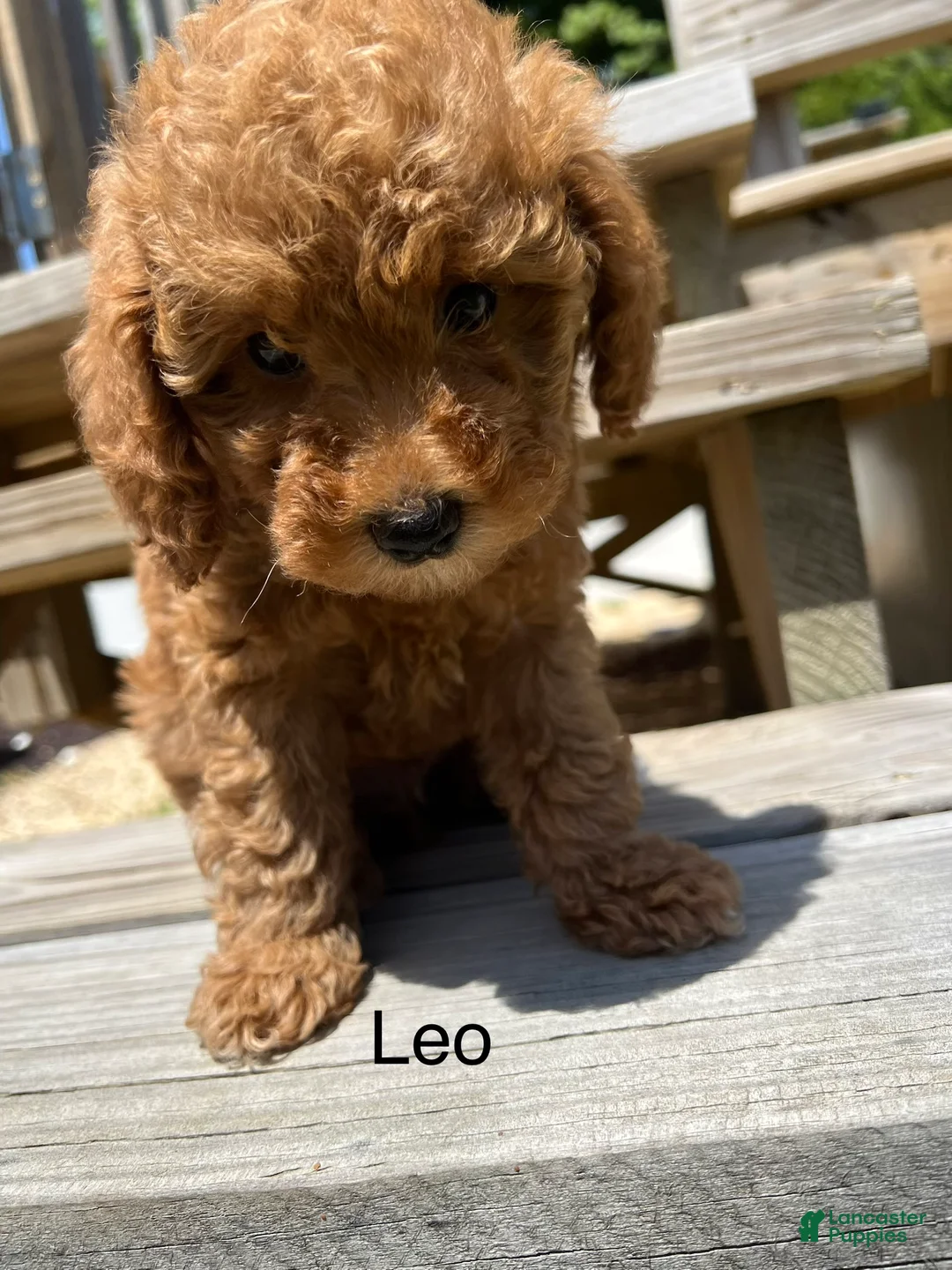 Miniature Poodle dogs for sale: Leo - Ad 1