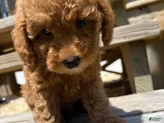 Miniature Poodle dogs for sale: Leo - Ad 3