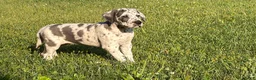 Great Dane dogs for sale: Lynnette  - Ad 3