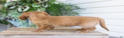 Dachshund dogs for sale: Winnie - Ad 6