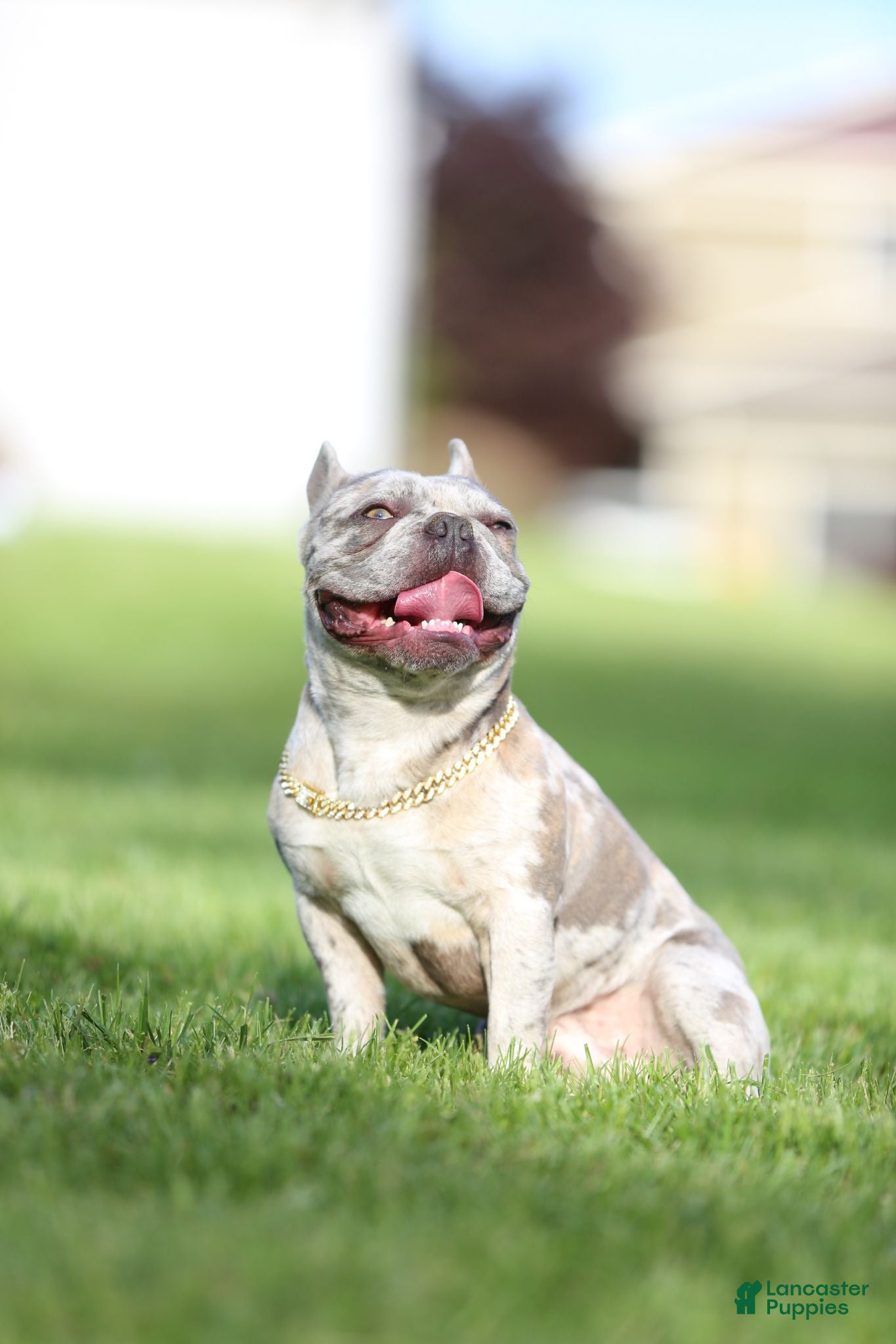 French Bulldog dogs Cash's - Ad 19