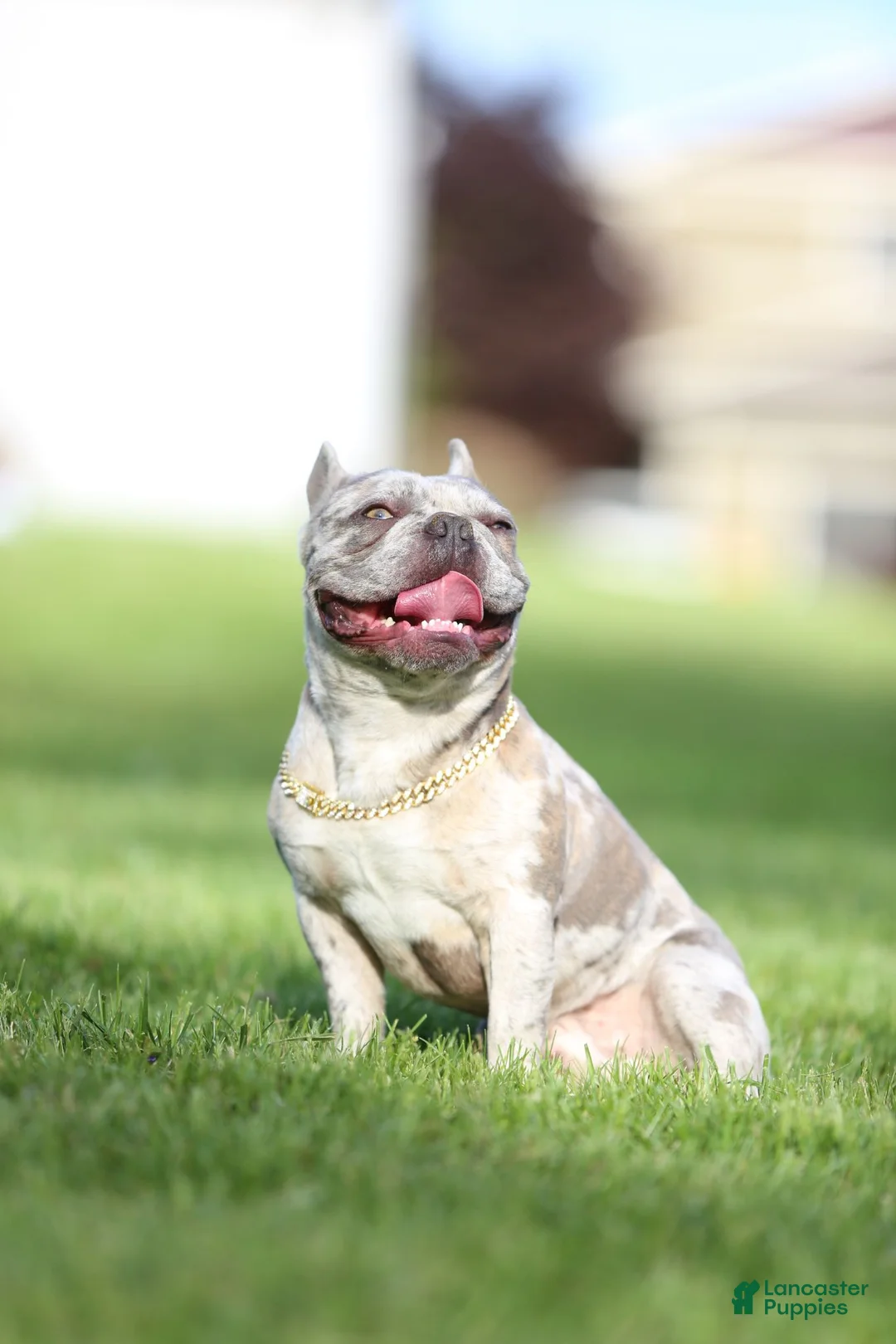 French Bulldog dogs for stud: Cash's - Ad 1