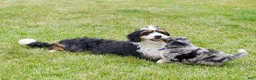 Mini Bernedoodle dogs for sale: Mr. Cadbury - Ad 5