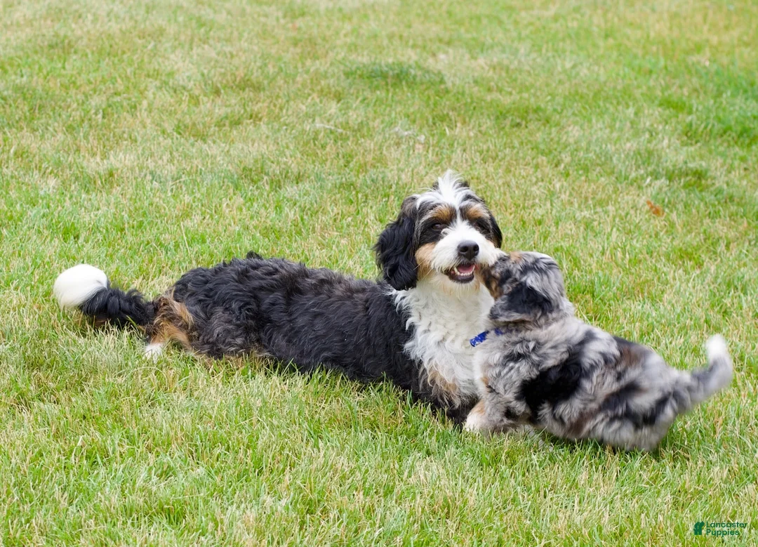 Mini Bernedoodle dogs for sale: Mr. Cadbury - Ad 5