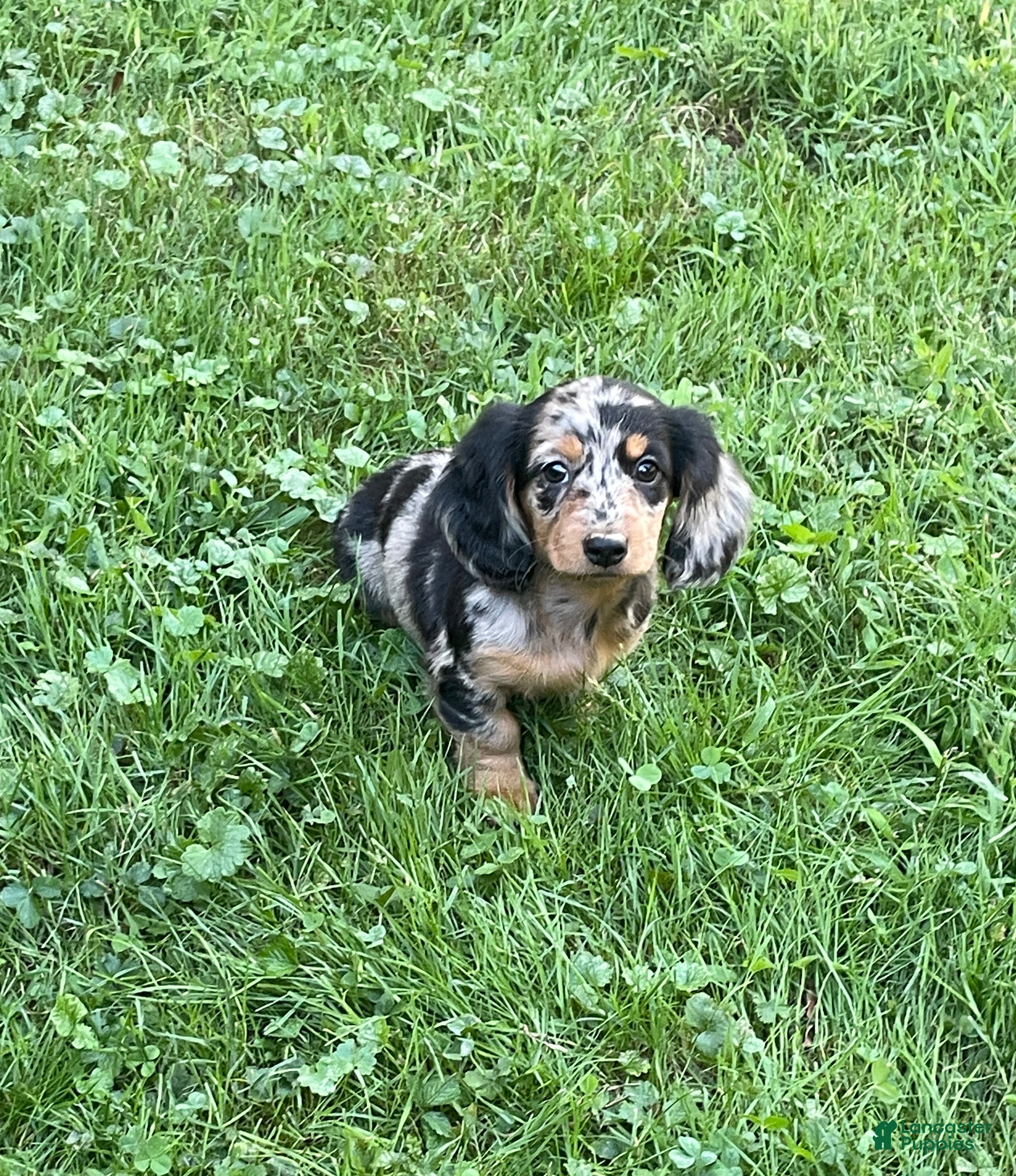 Miniature Dachshund dogs Peaches  - Ad 1