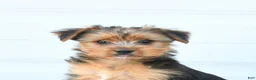 Morkie dogs for sale: Lewis - Ad 4