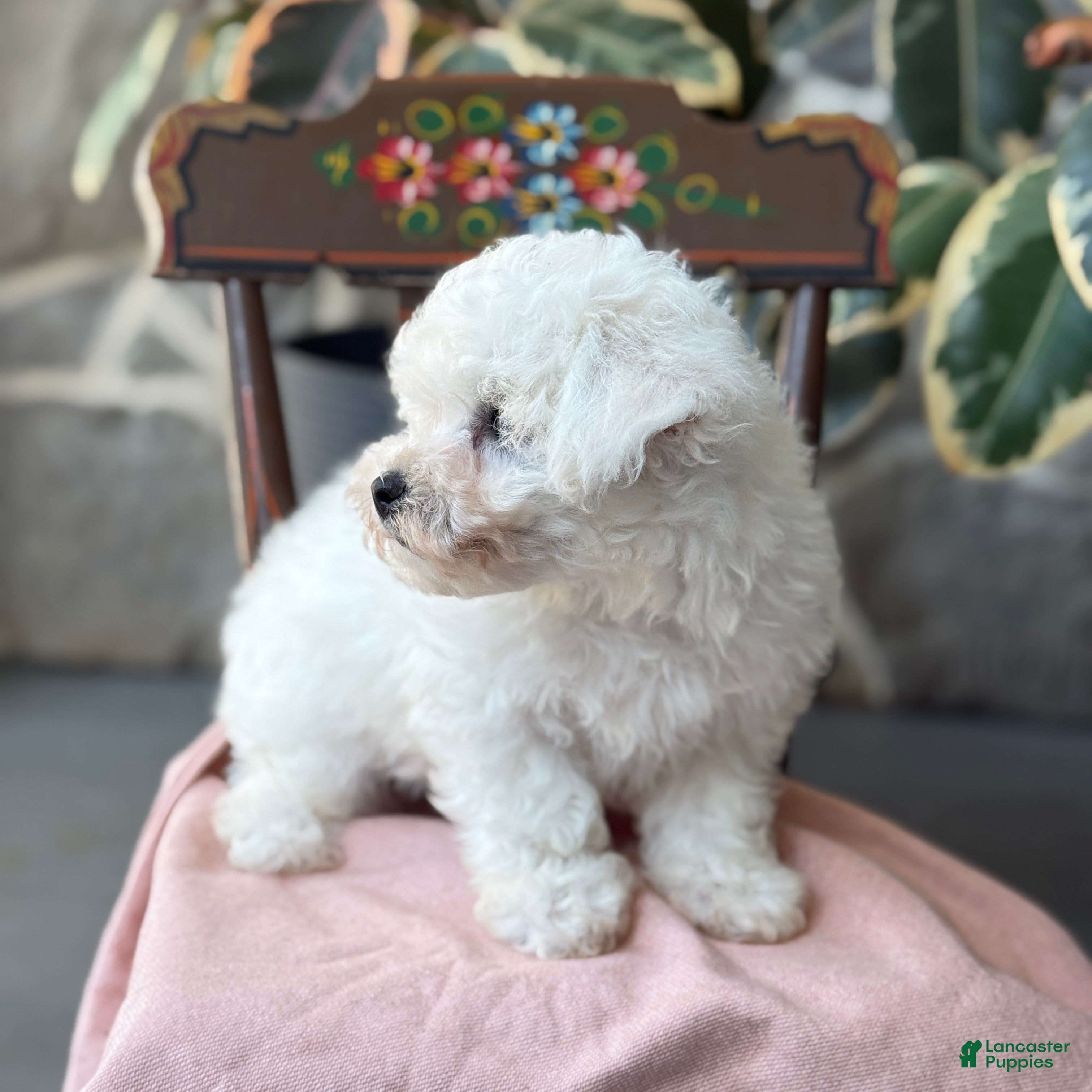 Bichon Frise dogs Jemima - Ad 2