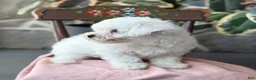 Bichon Frise dogs for sale: Jemima - Ad 2