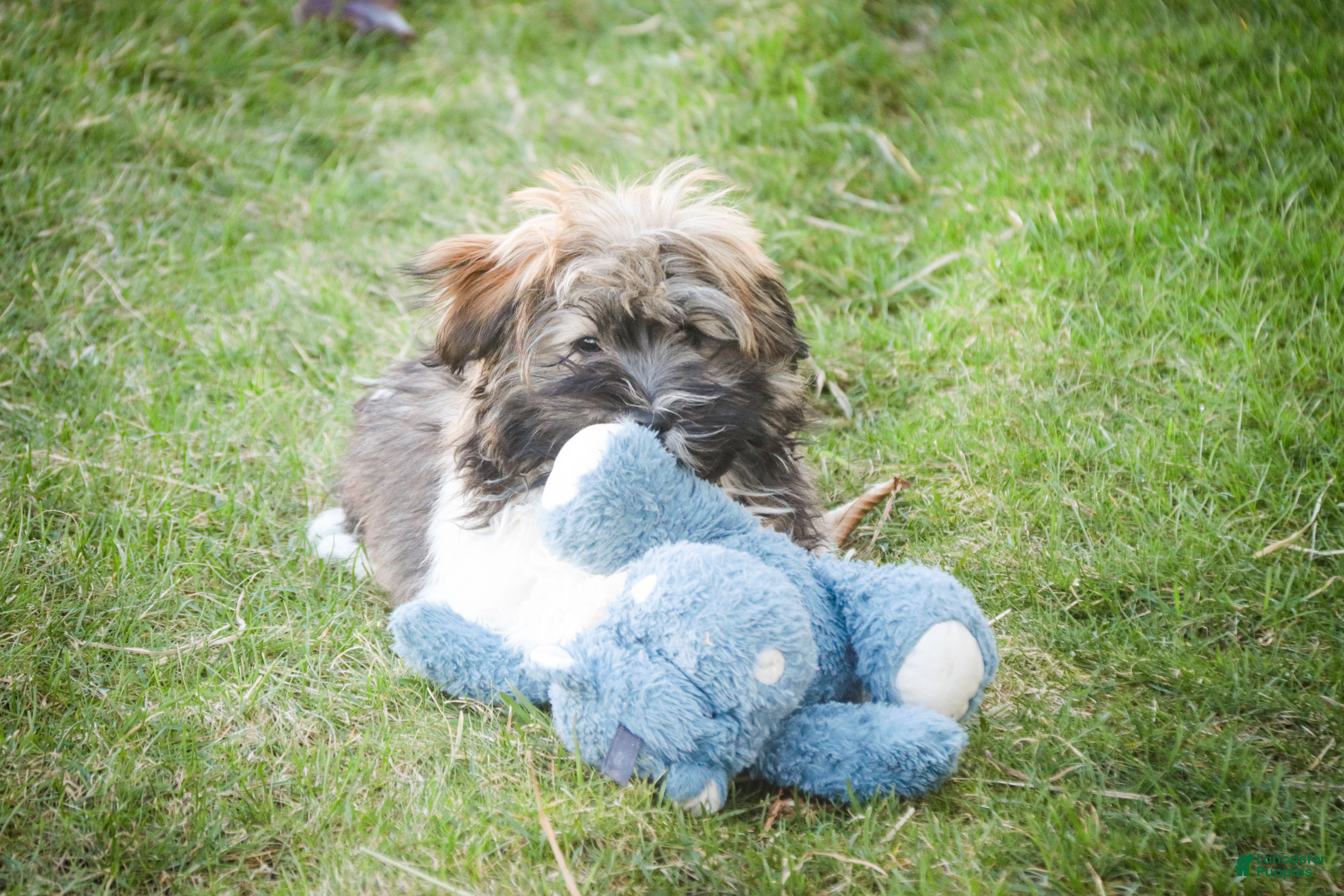 Havanese dogs Biscotti - Ad 1