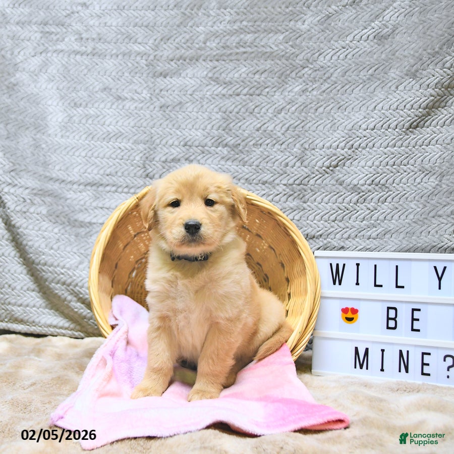 Golden Retriever dogs Lacey - Ad 34