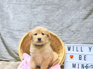 Golden Retriever dogs Lacey - Ad 34