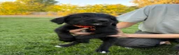 Mixed Breed dogs for sale: Doberdoodle 5 - Ad 7